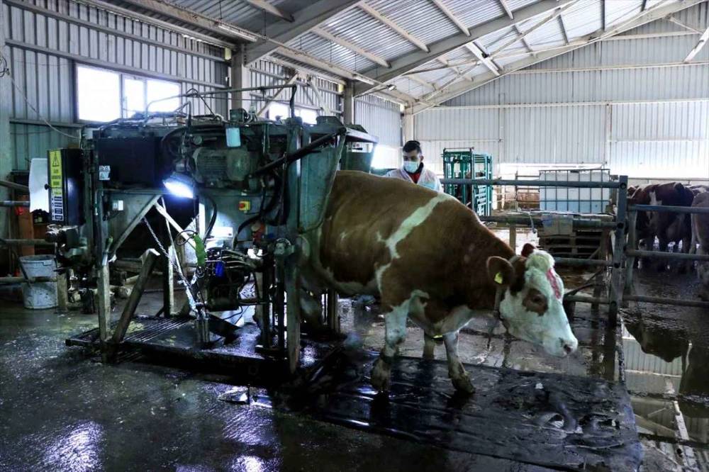 Konya'nın en büyük çiftliği 190 bin adet satın alacak! 6